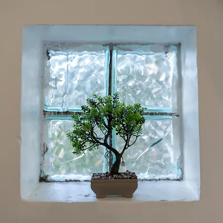 Botanica Free Parking *