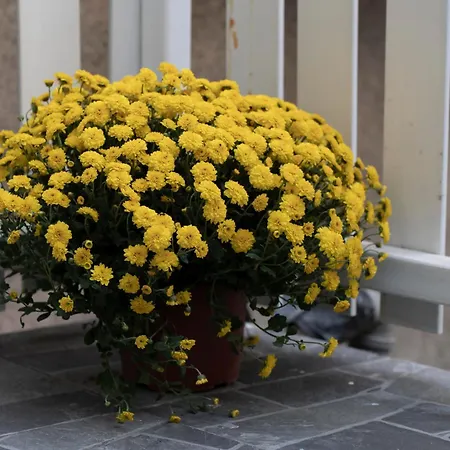 Botanica Free Parking * Βελιγράδι